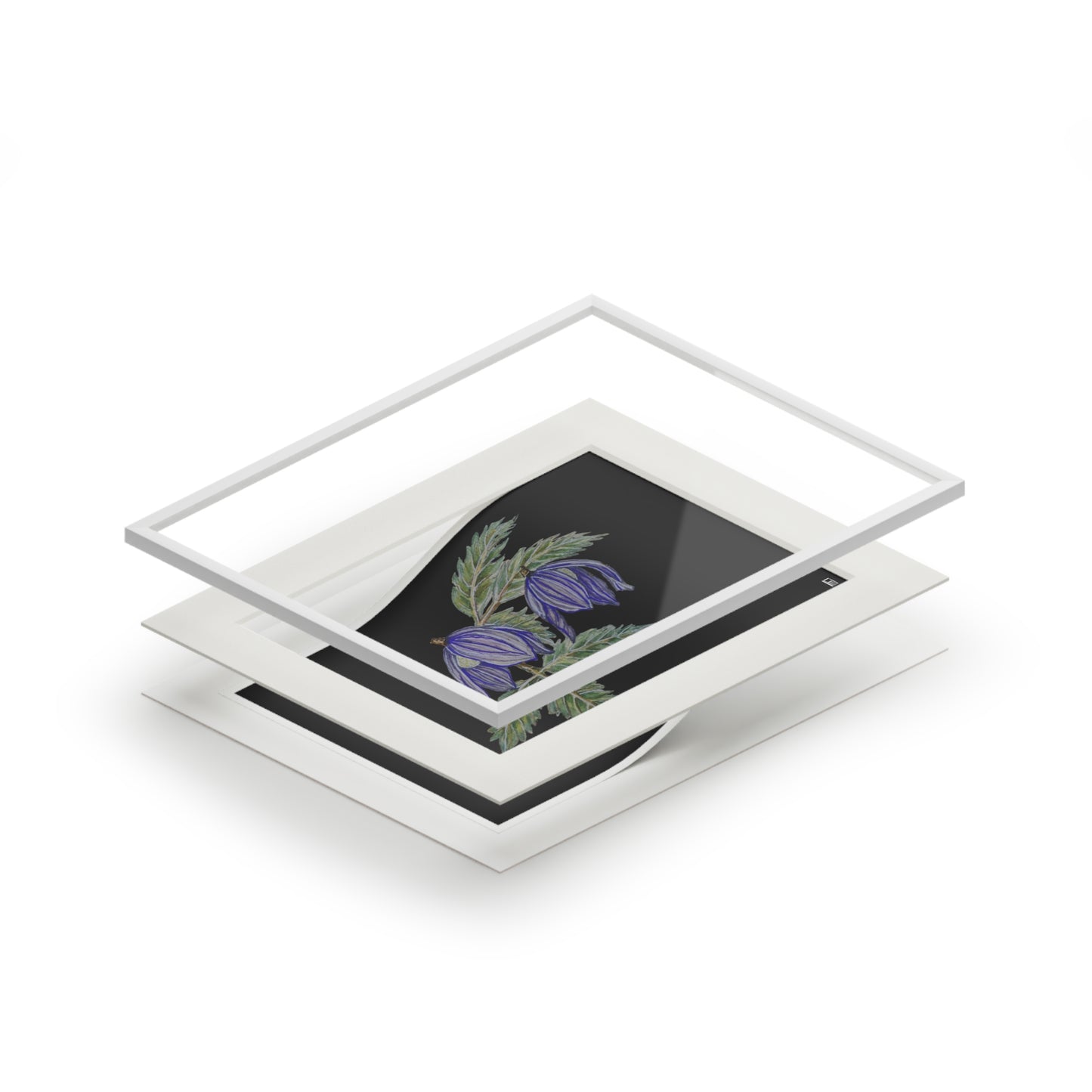 Fine Art Print (Cardboard Frame) - No. 270 - Two purple flowers B
