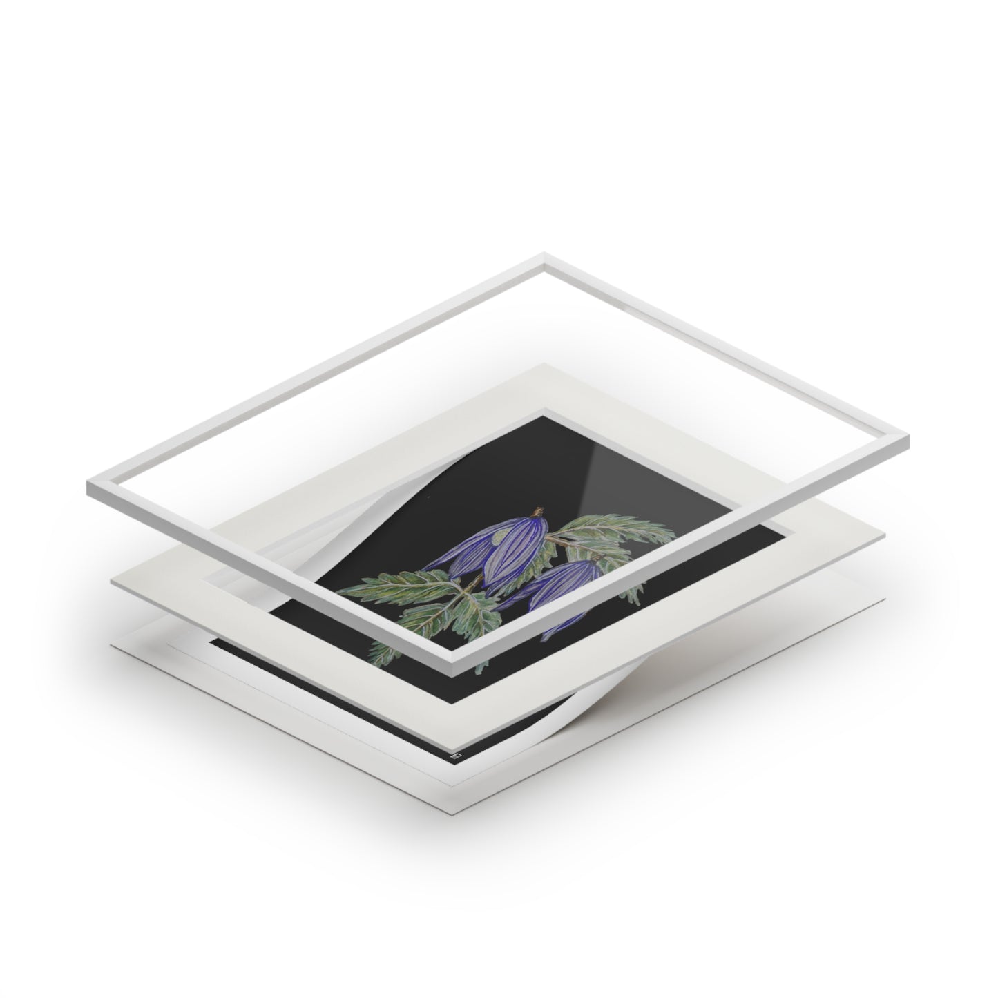 Fine Art Print (Cardboard Frame) - No. 270 - Two purple flowers B