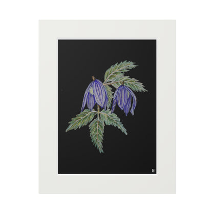 Fine Art Print (Cardboard Frame) - No. 270 - Two purple flowers B