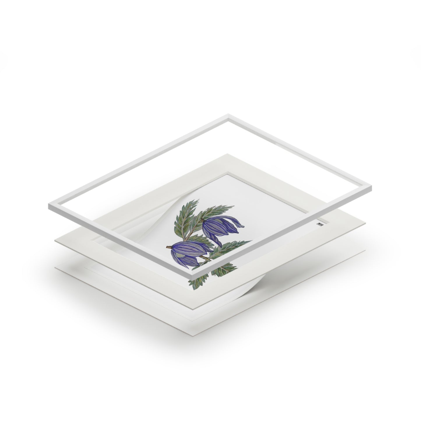 Fine Art Print (Cardboard Frame) - No. 270 - two purple flowers W