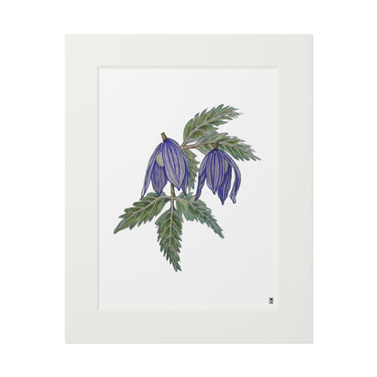 Fine Art Print (Cardboard Frame) - No. 270 - two purple flowers W