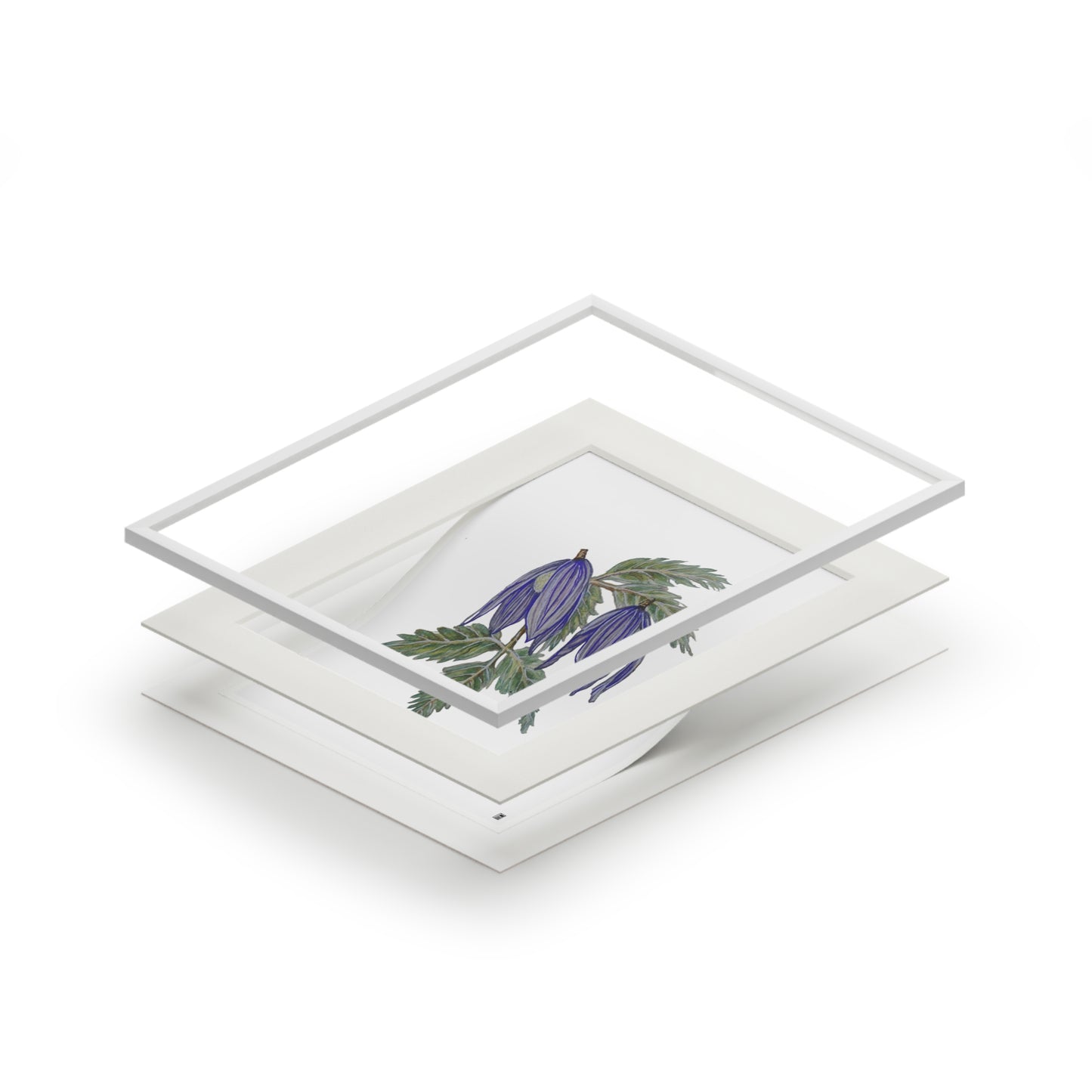 Fine Art Print (Cardboard Frame) - No. 270 - two purple flowers W