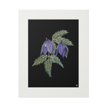 Fine Art Print (Cardboard Frame) - No. 270 - Two purple flowers B