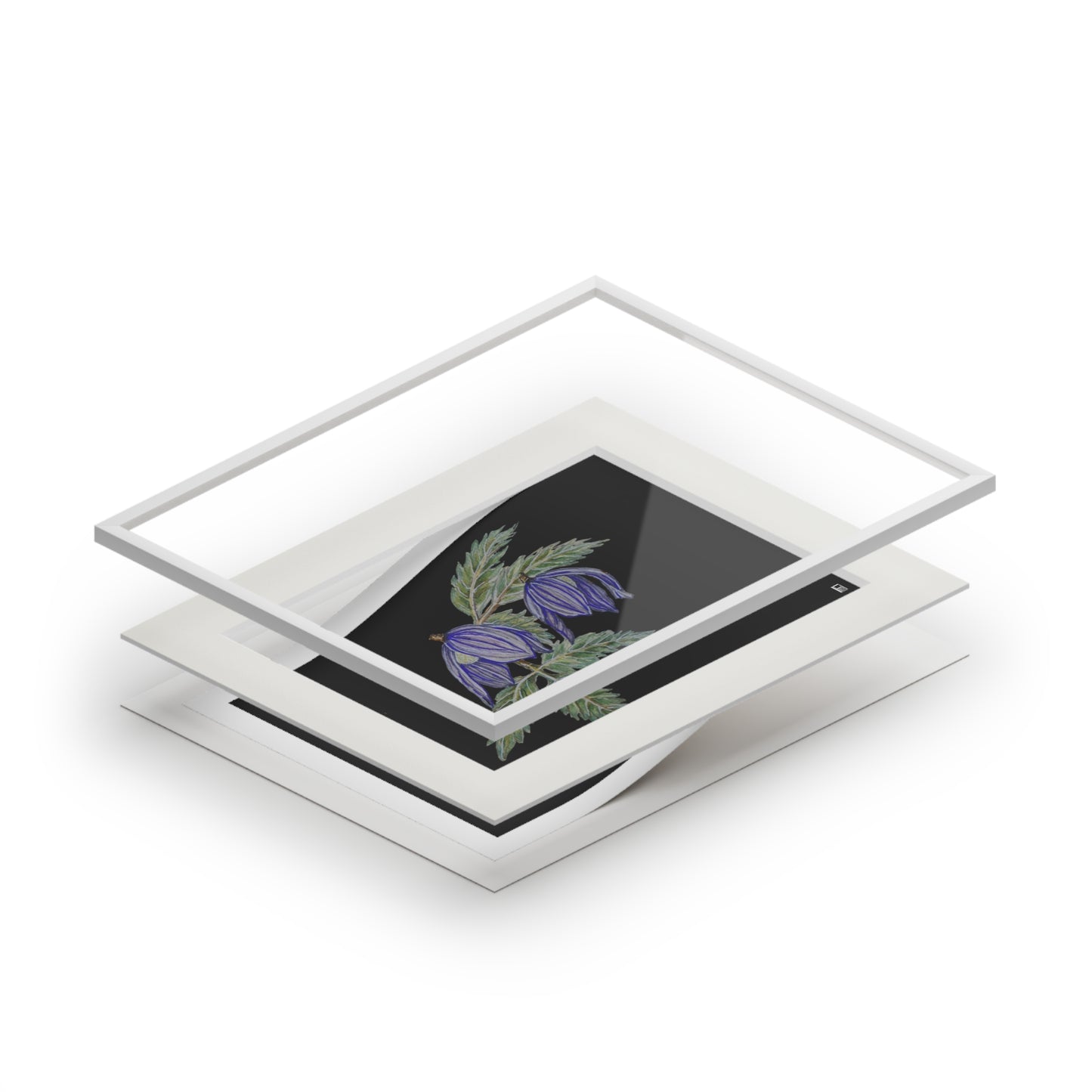 Fine Art Print (Cardboard Frame) - No. 270 - Two purple flowers B