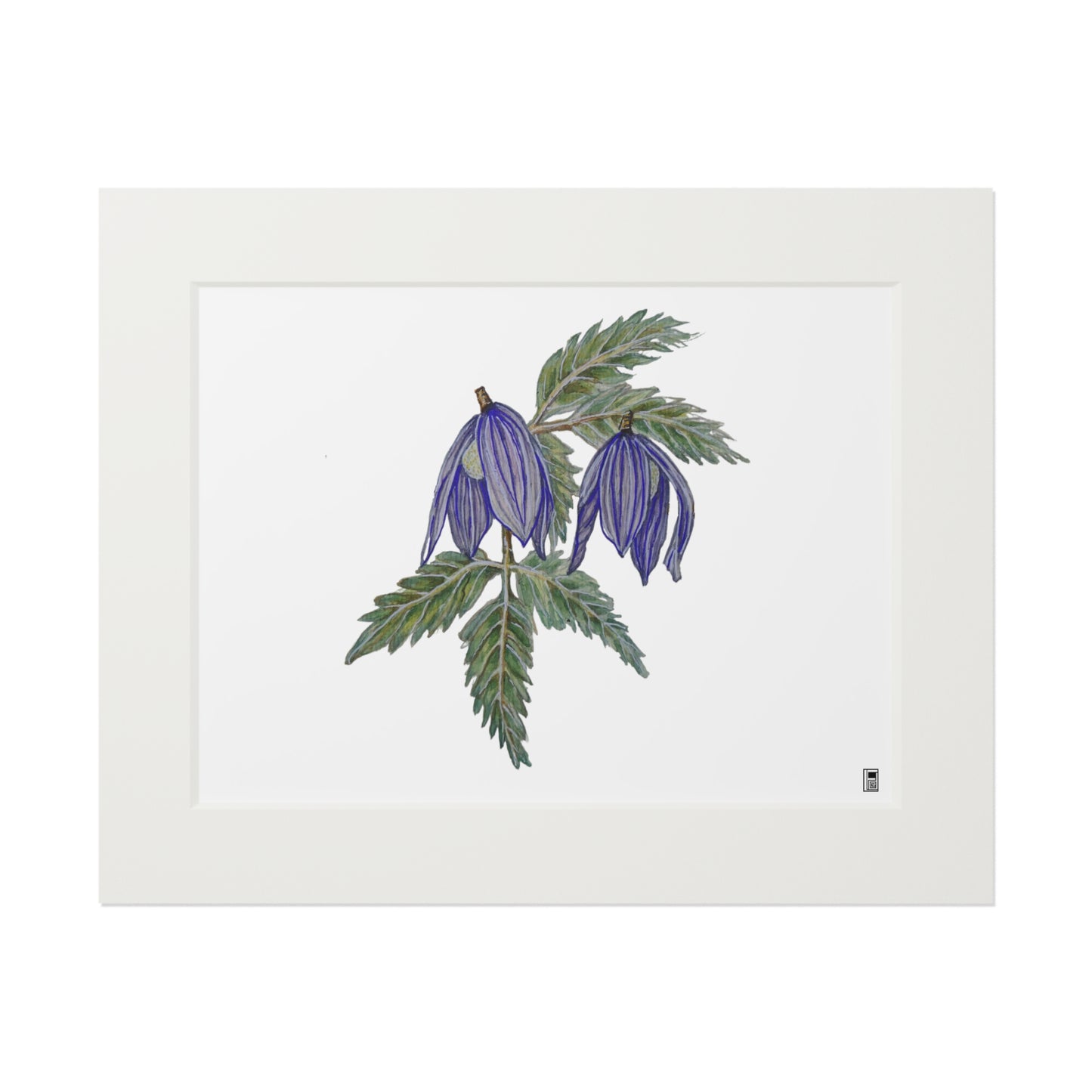 Fine Art Print (Cardboard Frame) - No. 270 - two purple flowers W