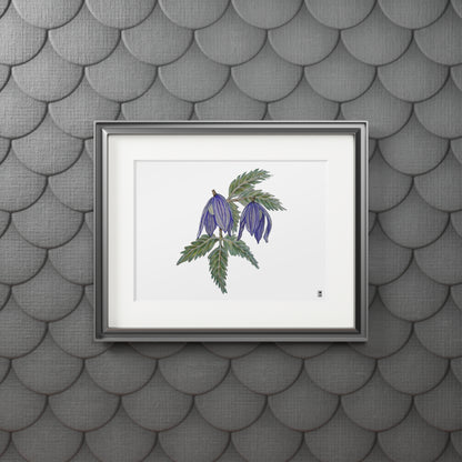 Fine Art Print (Cardboard Frame) - No. 270 - two purple flowers W