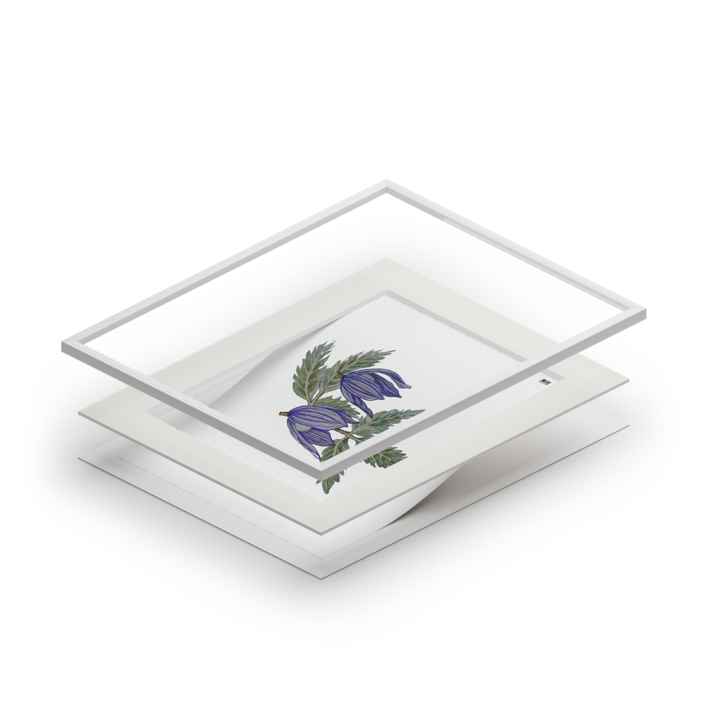 Fine Art Print (Cardboard Frame) - No. 270 - two purple flowers W