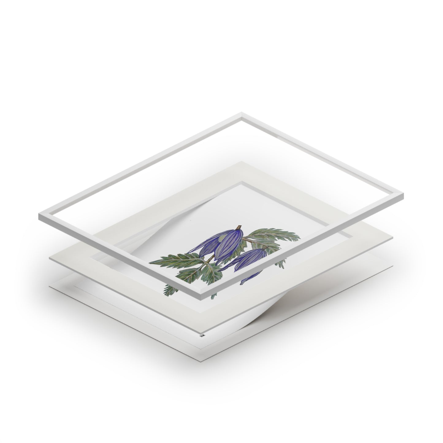 Fine Art Print (Cardboard Frame) - No. 270 - two purple flowers W