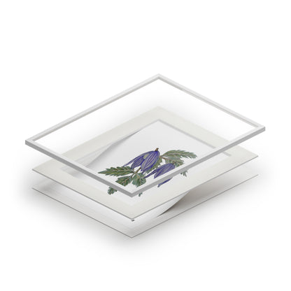 Fine Art Print (Cardboard Frame) - No. 270 - two purple flowers W